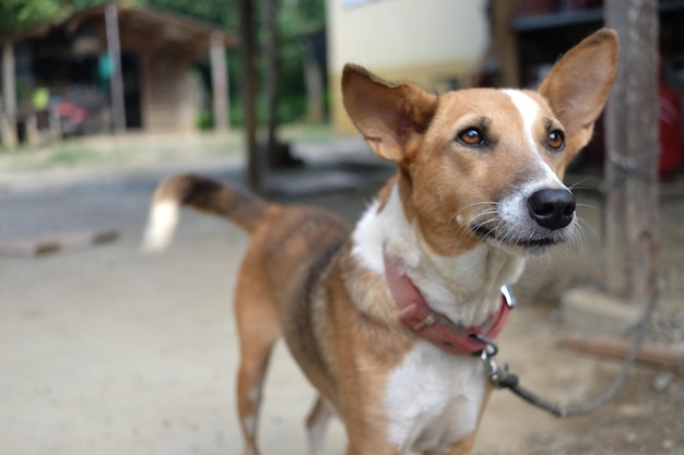 犬のクローズアップ