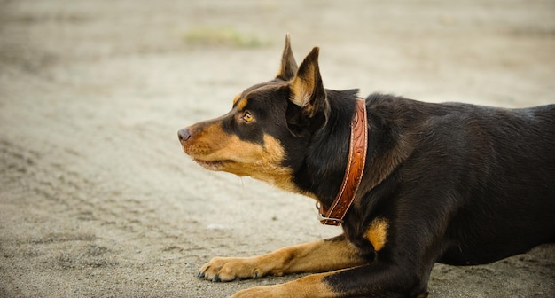 犬のクローズアップ