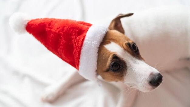 Photo close-up of dog