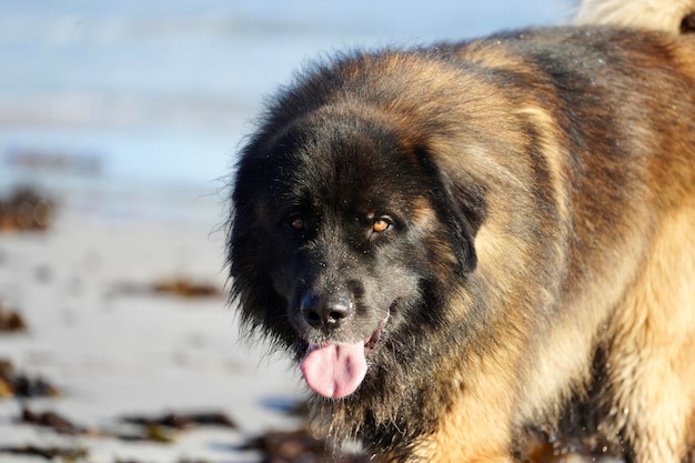 Photo close-up of dog