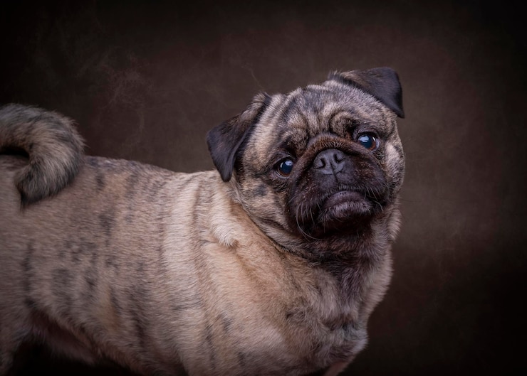 Photo close-up of dog