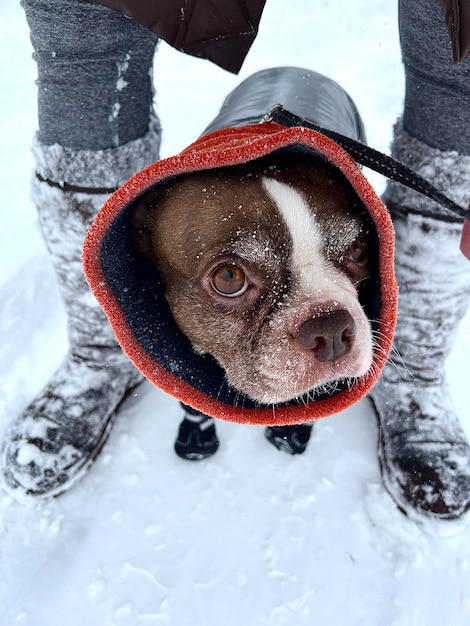 Photo close-up of dog