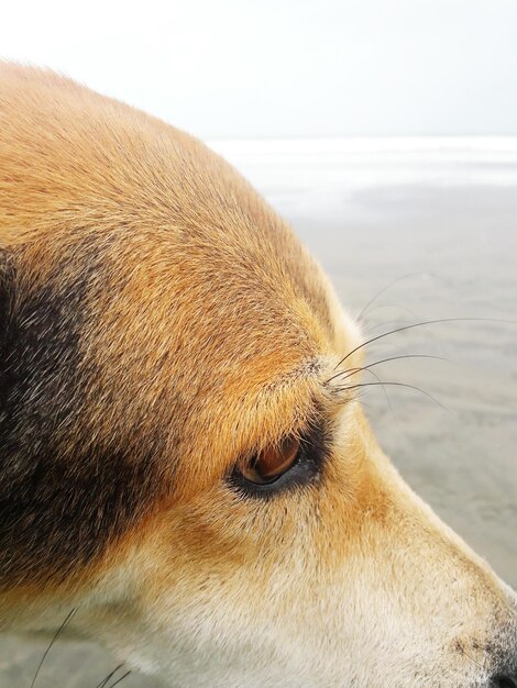 Close-up of dog