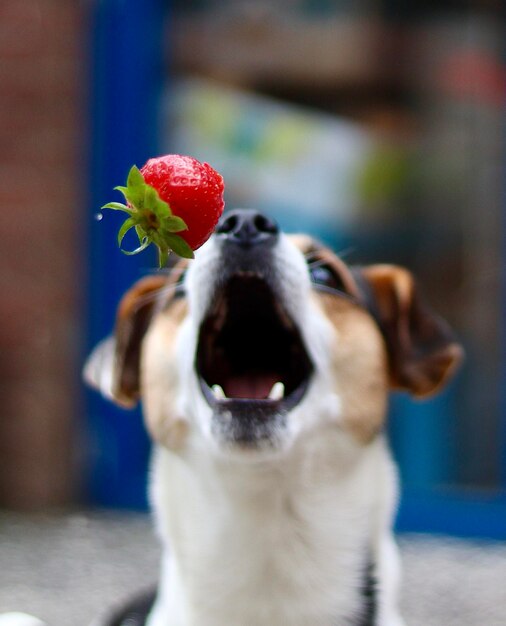 Photo close-up of a dog