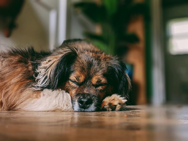 Photo close-up of dog