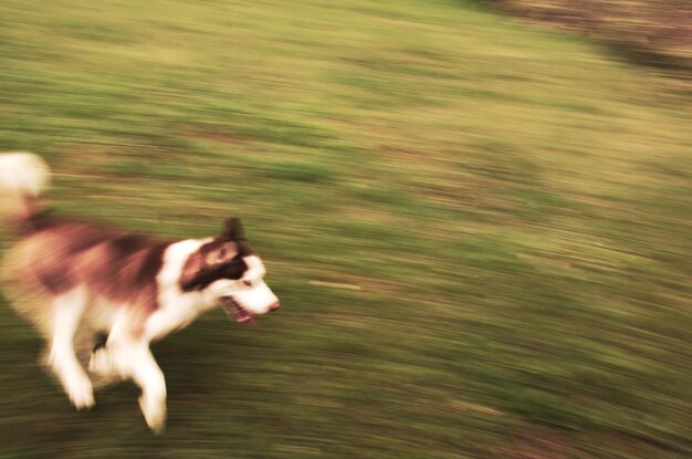 Photo close-up of dog