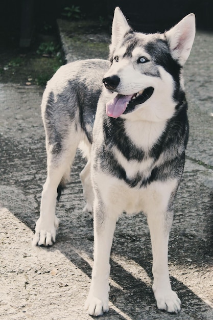 Foto prossimo piano del cane