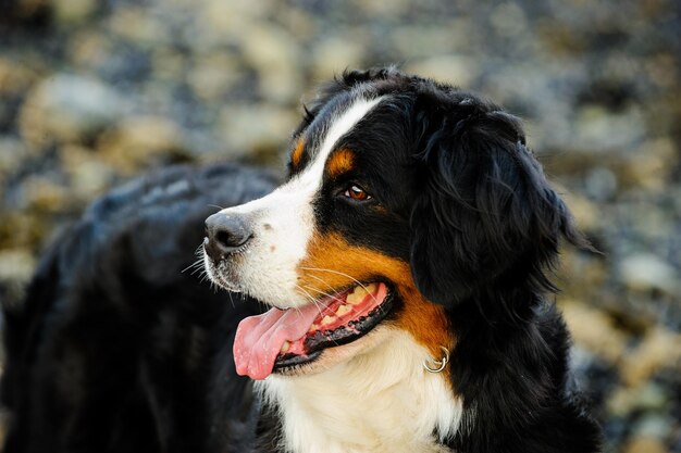 Foto prossimo piano del cane