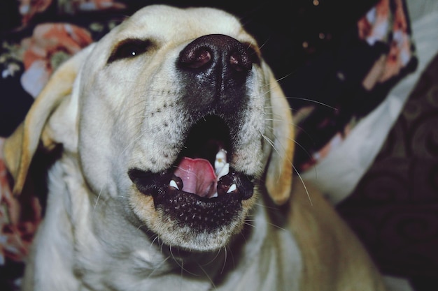 Photo close-up of a dog