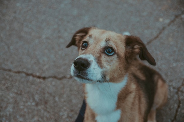 Photo close-up of dog