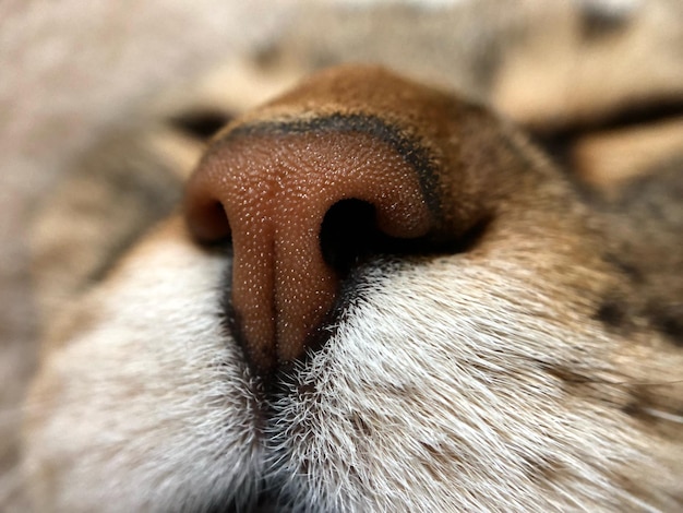 Foto close-up di un cane