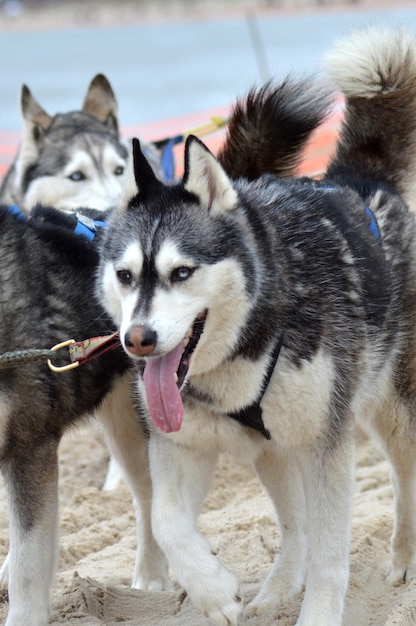 犬のクローズアップ