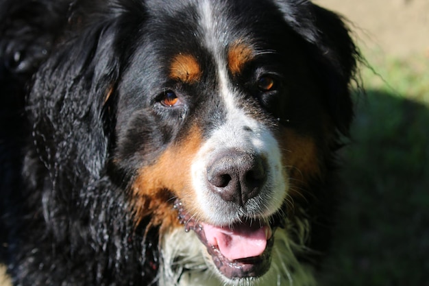 Foto prossimo piano del cane