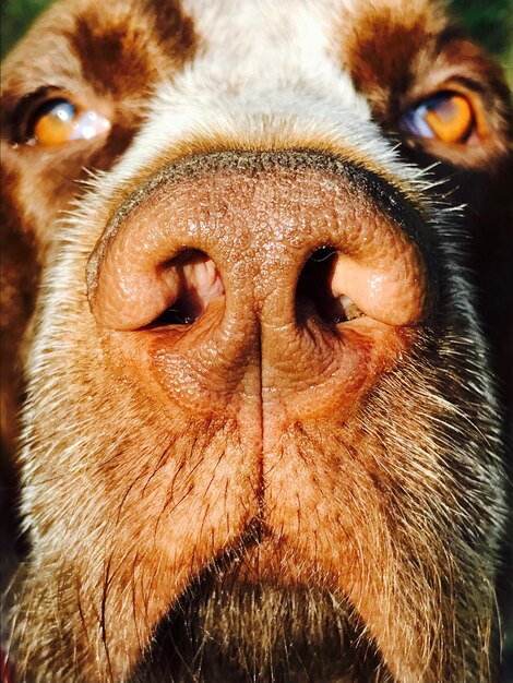 Foto prossimo piano del cane