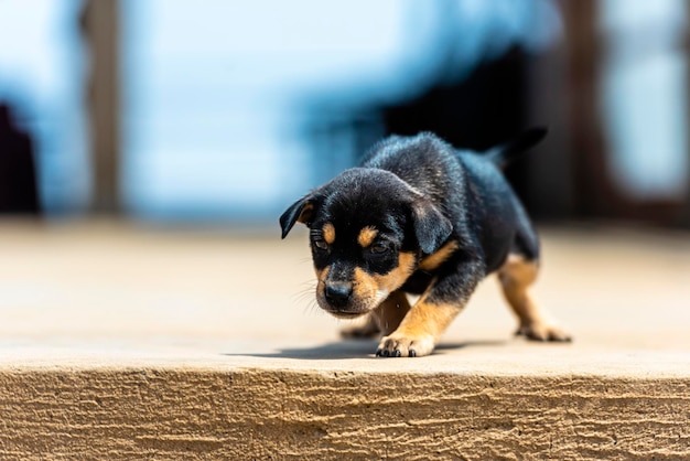 Photo close-up of dog