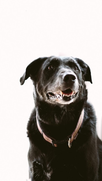 Photo close-up of dog