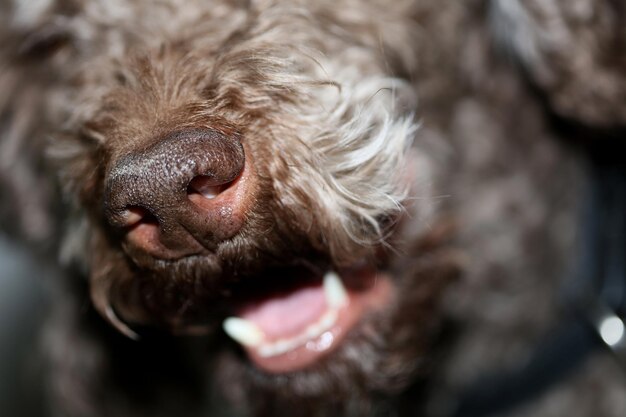 Photo close-up of a dog