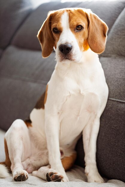 Photo close-up of a dog