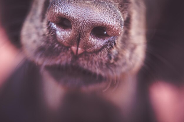 Photo close-up of a dog