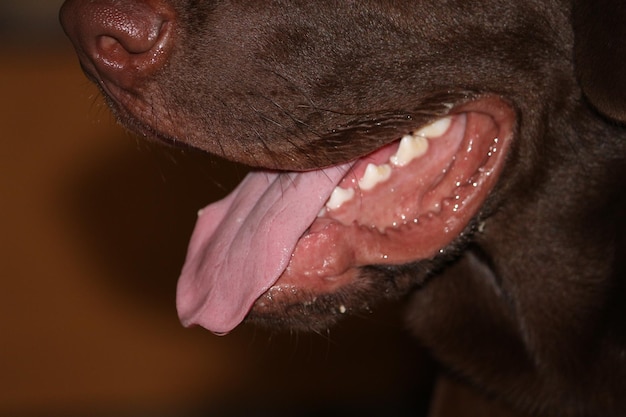 Close-up of dog