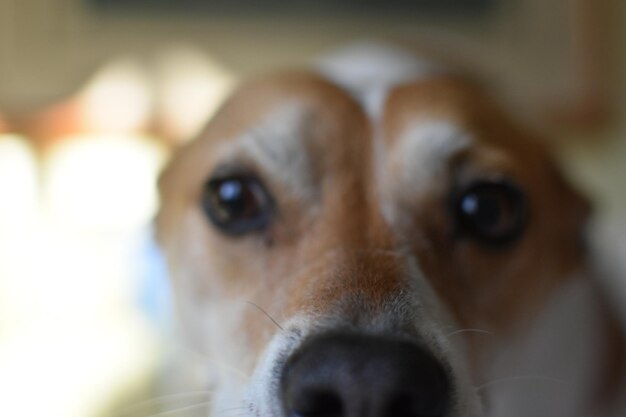 Foto prossimo piano del cane