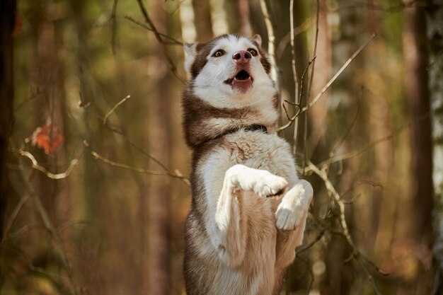 Foto prossimo piano del cane