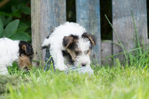 Photo close-up of a dog