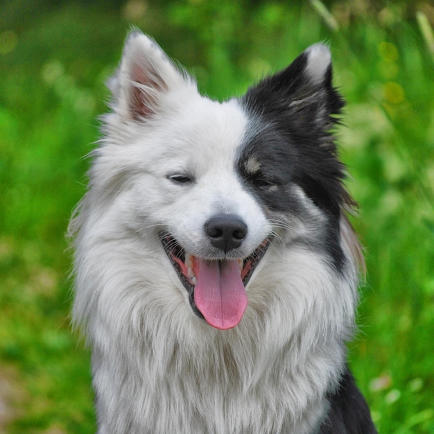 Foto prossimo piano del cane