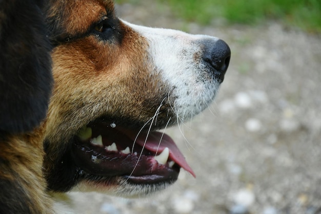 close-up of dog