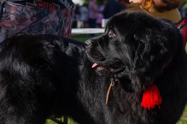 Photo close-up of dog