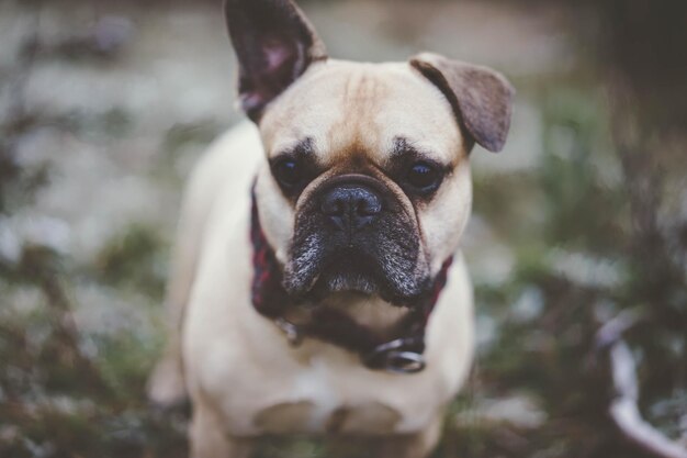 Photo close-up of dog