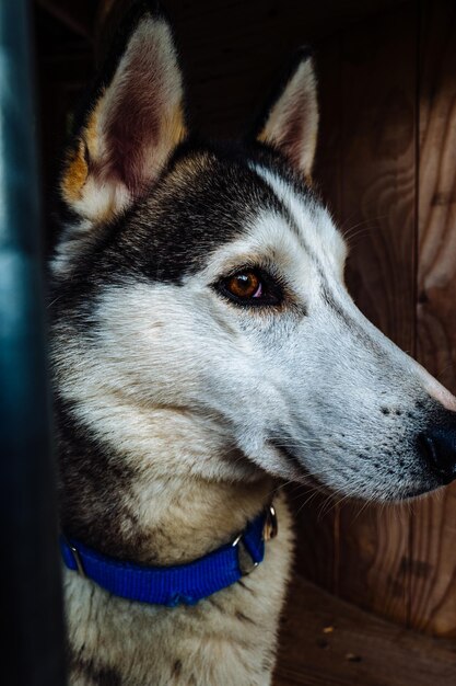 Foto prossimo piano del cane