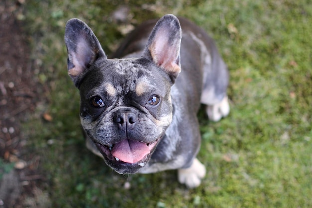 Photo close-up of dog