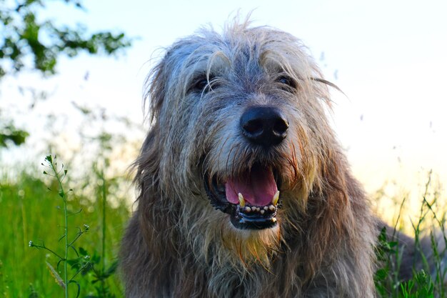 Photo close-up of a dog