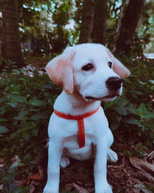 犬のクローズアップ