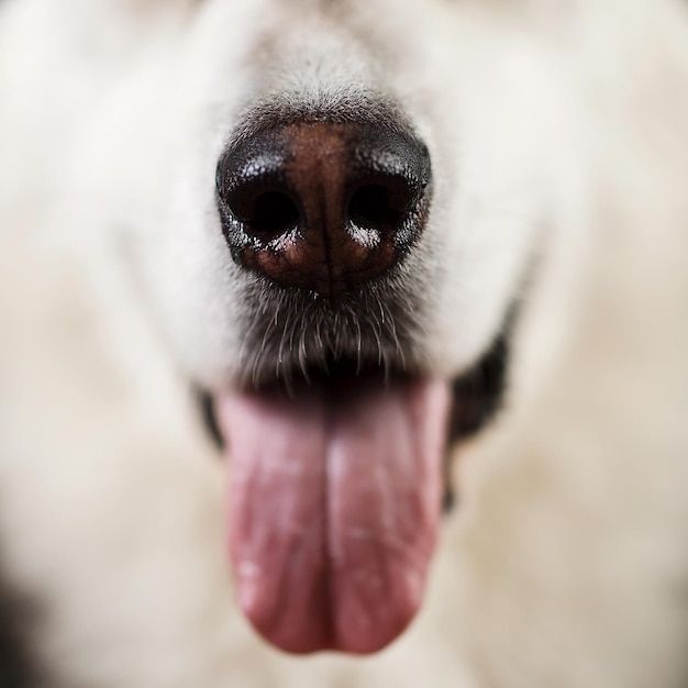 Photo close-up of a dog