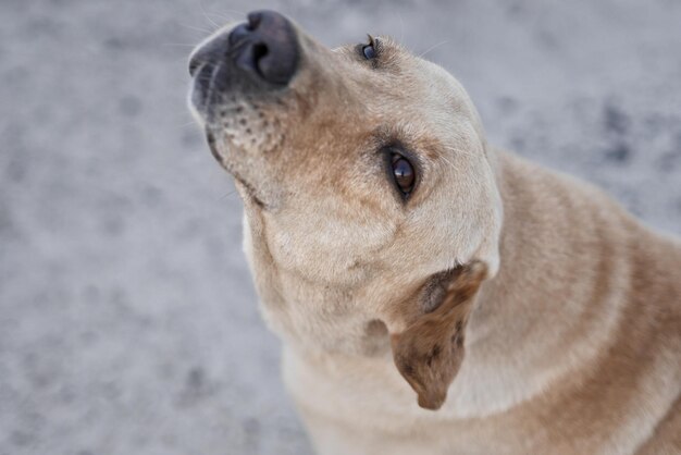 Photo close-up of a dog