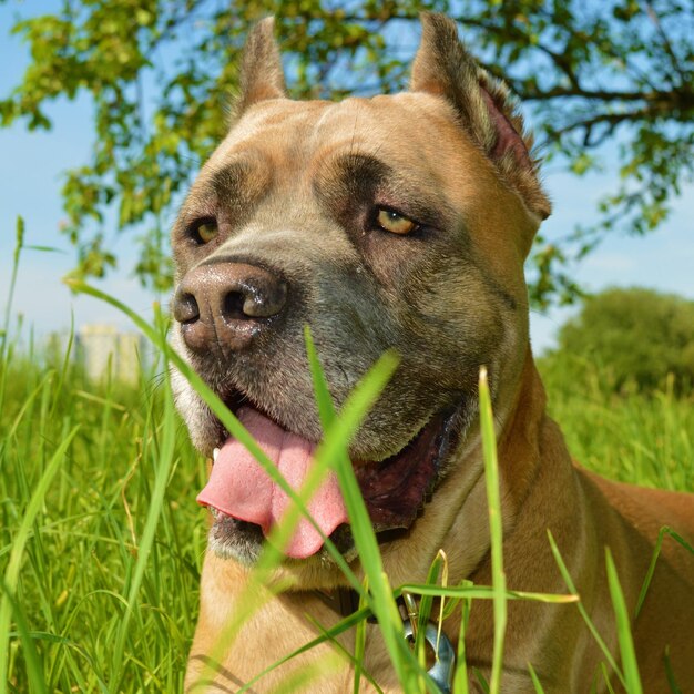 Close-up of dog