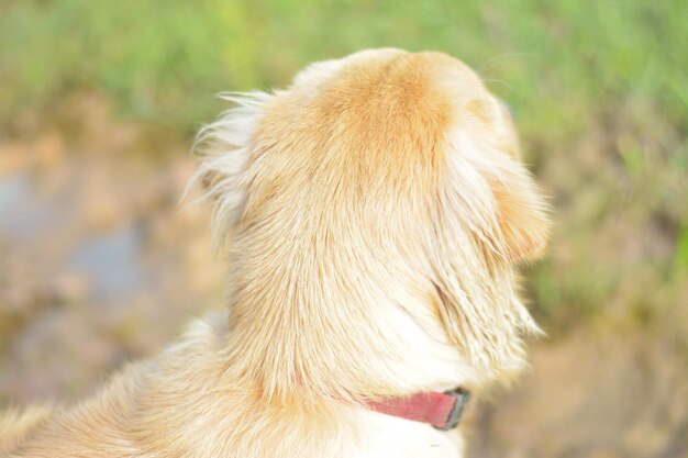 Close-up of a dog