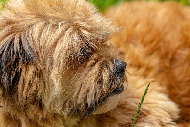 Photo close-up of dog