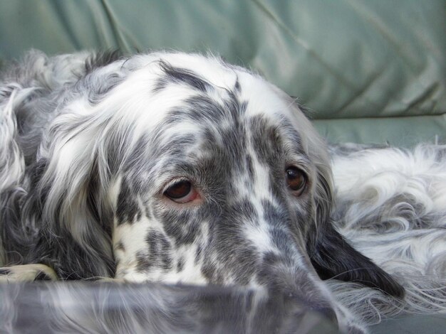 Close-up of dog