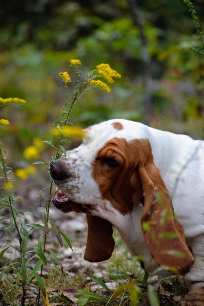 Foto close-up di un cane