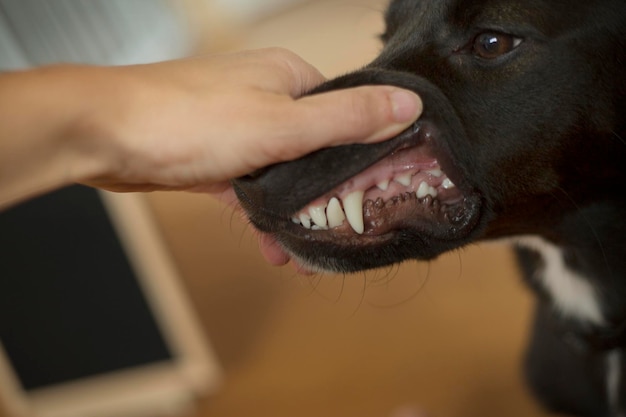 Photo close-up of a dog