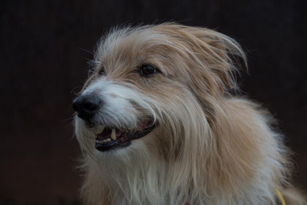 Photo close-up of dog