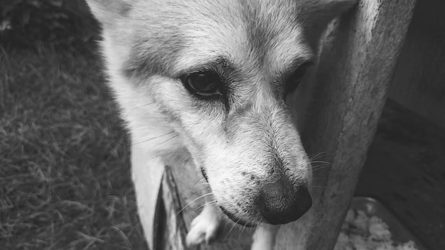 犬のクローズアップ
