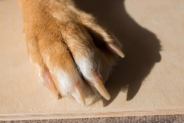 Photo close-up of a dog