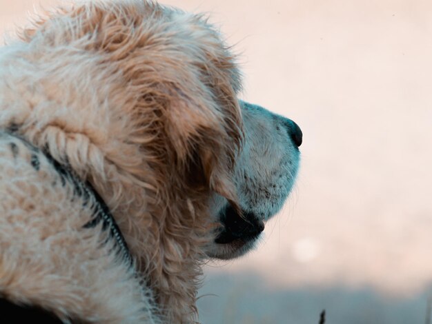 Close-up of dog