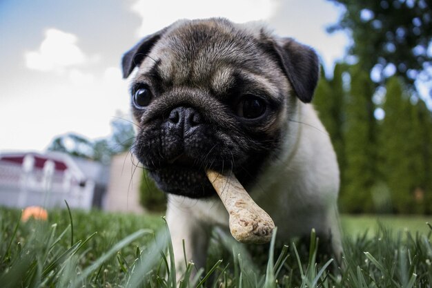 犬のクローズアップ