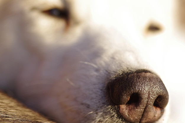 Foto prossimo piano del cane