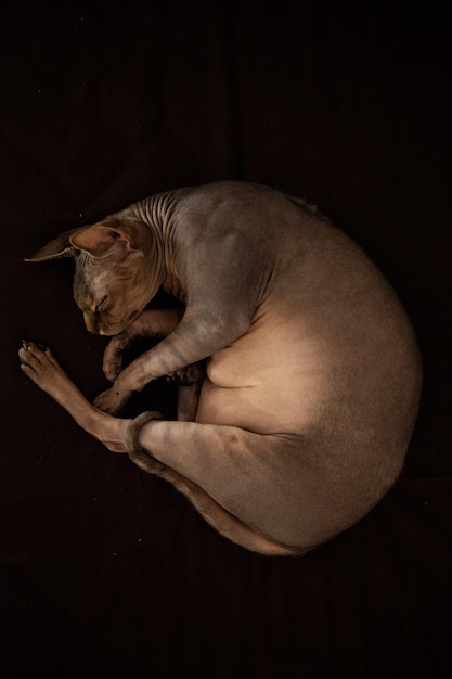 Foto prossimo piano del cane